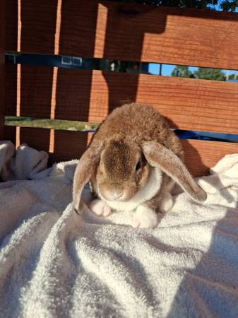 RABBIT MINI PLUSH LOP 1