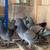 Pigeons 2 thumbnail