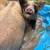 Kune Kune Piglets – Gilts & Barrow – Ready 5 thumbnail