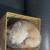 Pom Terrier 13 thumbnail