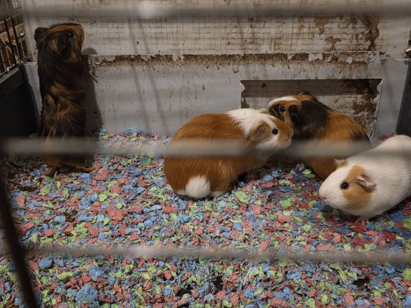 Guinea Pigs (Trinity)64319208339970123