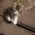 Gatitos 2 thumbnail