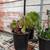 One agave, 4 succulents and one cactus 7 thumbnail