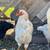 Olive Egger Roosters 8 thumbnail
