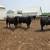 Angus Bulls 3 thumbnail
