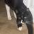 Kittens need home asap 5 thumbnail