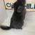 S16 - A beautiful dark ebony male chinchilla 3 thumbnail