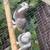 Pigeons 13 thumbnail