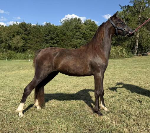 ASPC/AMHR registered Miniature horse colt 1