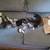 Kittens for adoption 9 thumbnail