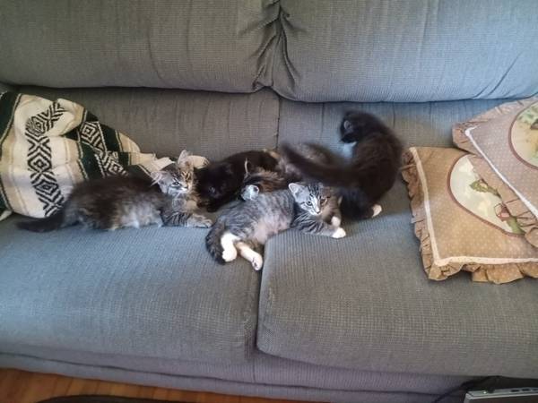 Kittens (Hosmer)556308582693621768