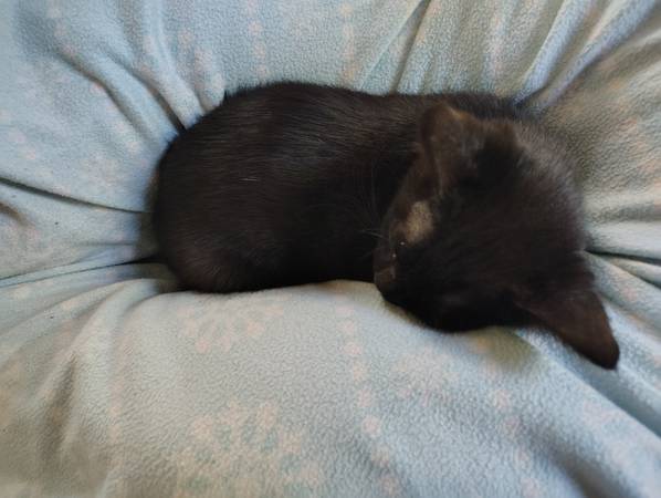 Many free cats to good hone (Dilworth)63696801548289120