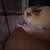 Rabbit 3 thumbnail