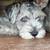 Miniature Schnauzer - Rehoming 1 thumbnail