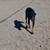 Large Male Doberman Pinscher - 11 Months Old 5 thumbnail