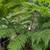 Australian Tree Fern 6 thumbnail