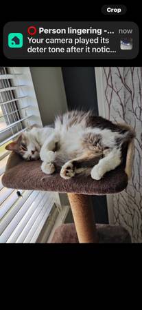 MISSING CAT WILLOW (Moore)63681469613571122