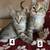 9 week old kittens 4 thumbnail