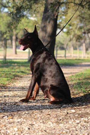 Hembra Doberman Europeo (Houston)63859316436867123