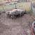 Fat hogs 3 thumbnail