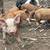 Piglets 5 thumbnail