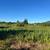 Brush Clearing - Open Acre Field Mowing 22 thumbnail