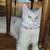 Maine Coon Kitten in Lakewood 3 thumbnail
