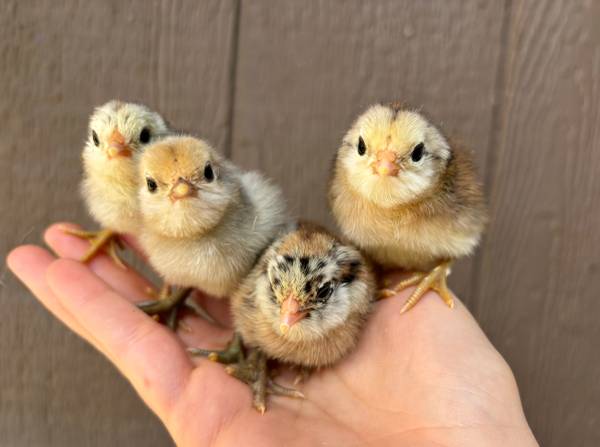 Bantam Easter egger chicks 1