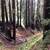 Furnished Small Room WiFi,45acre Redwood Retreat,Cat ok,flexible lease 13 thumbnail