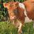 A2/A2 purebred Guernsey heifer due end of August 1 thumbnail