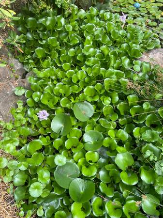 Water hyacinth plants 1
