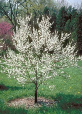 American Plum Tree - Early Bloomer 1