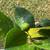 Calamondin Citrus With Fruit 2 thumbnail
