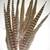 Pheasant Feathers ~ 10 for $20 2 thumbnail