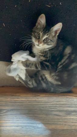 Lost Kitten (Lake Oswego)63916215017475121