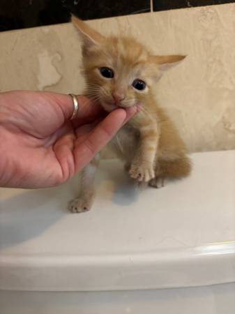 Kittens lindos63865302782211124