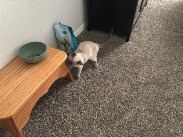 Female Siamese 1