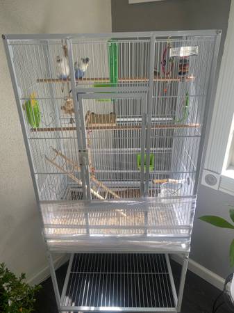 Rehoming two parakeets with everything63948542840450120