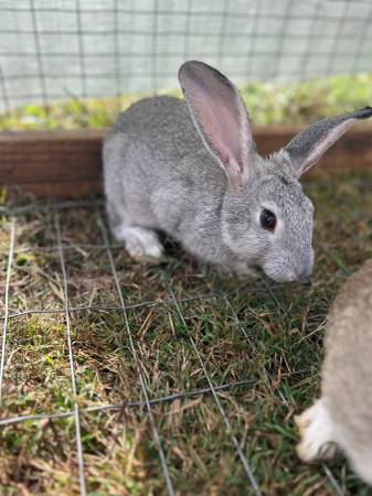New Zealand x American chinchilla (Gloucester)63882831464321123