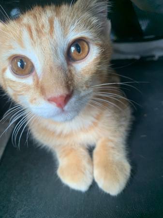 Sweet 12-Week Old Kitten63861571984001121