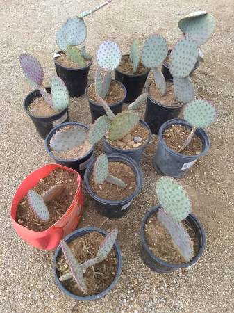 $5. ***** Purple prickly pear cactus cacti Santa Rita ** 1