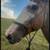 mare 2 thumbnail