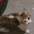 Kittens need new home! 1 thumbnail