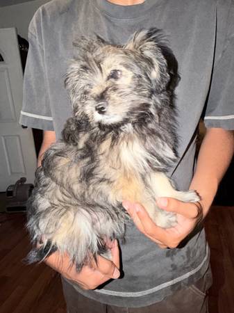 Pomeranian mixed puppy
