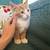 2 ginger male kittens 3 thumbnail