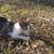 Cat for free needs a good home a lover of cat. 1 thumbnail