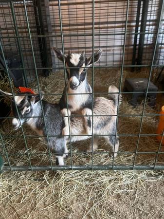 ND buckling needs new pasture 1
