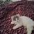 Male persian kitten 3 thumbnail