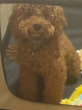 Cockapoo perdido Mason (95841)63848873860483123