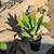 Agave one gallon large starter 4 thumbnail